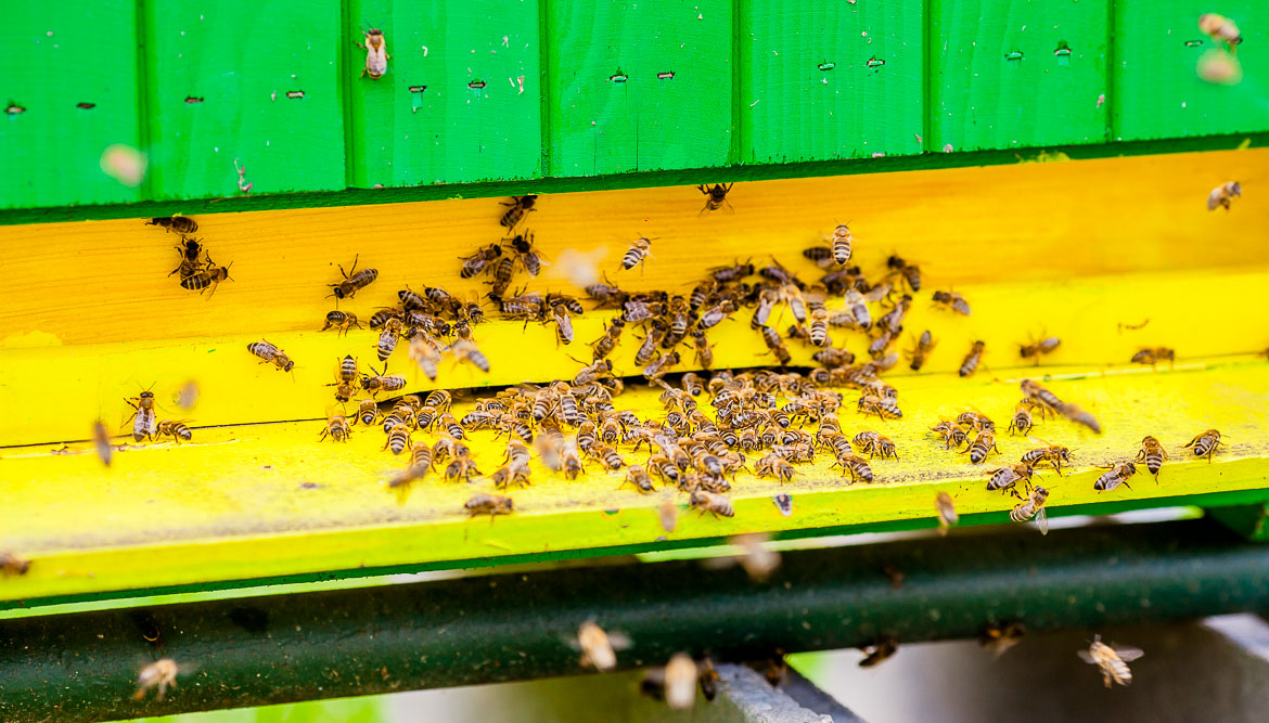 Včely sedia pred úľom - alt