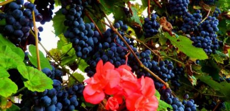 Hontiansky súdok – veľký zázrak premeny a požehnania vinárovej práce