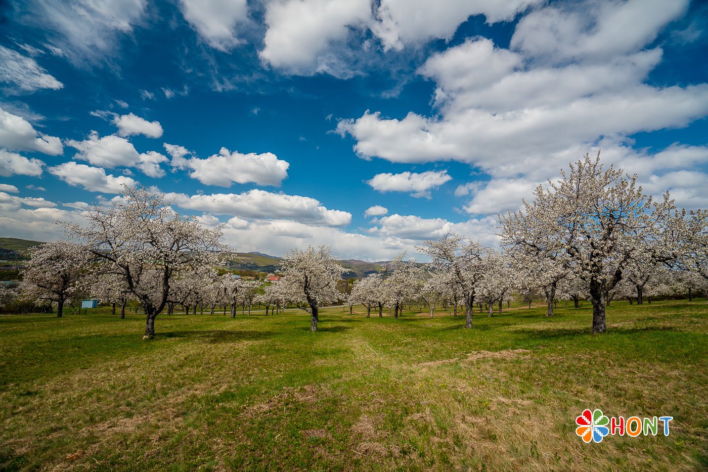 Čerešňové sady na Papuľke - Krupina