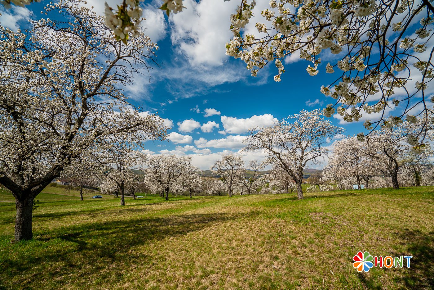 Čerešňové sady na Papuľke - Krupina