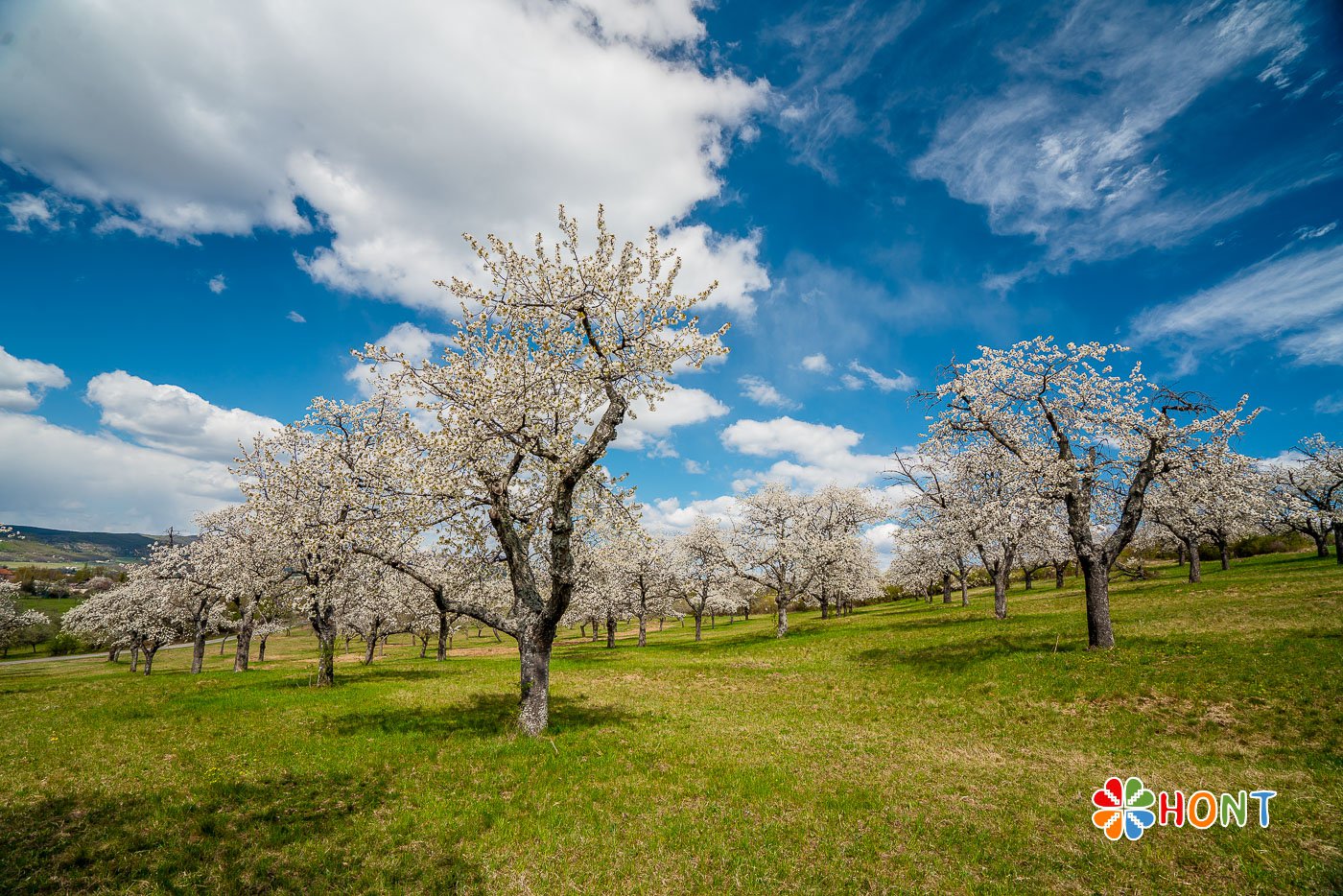 Čerešňové sady na Papuľke - Krupina