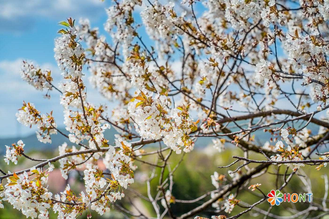 Čerešňové sady na Papuľke - Krupina