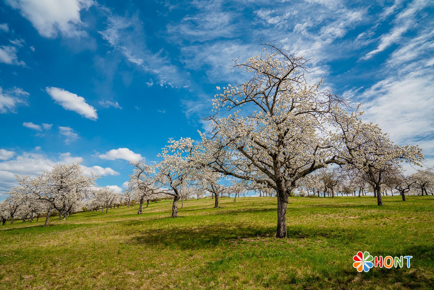 Čerešňové sady na Papuľke - Krupina
