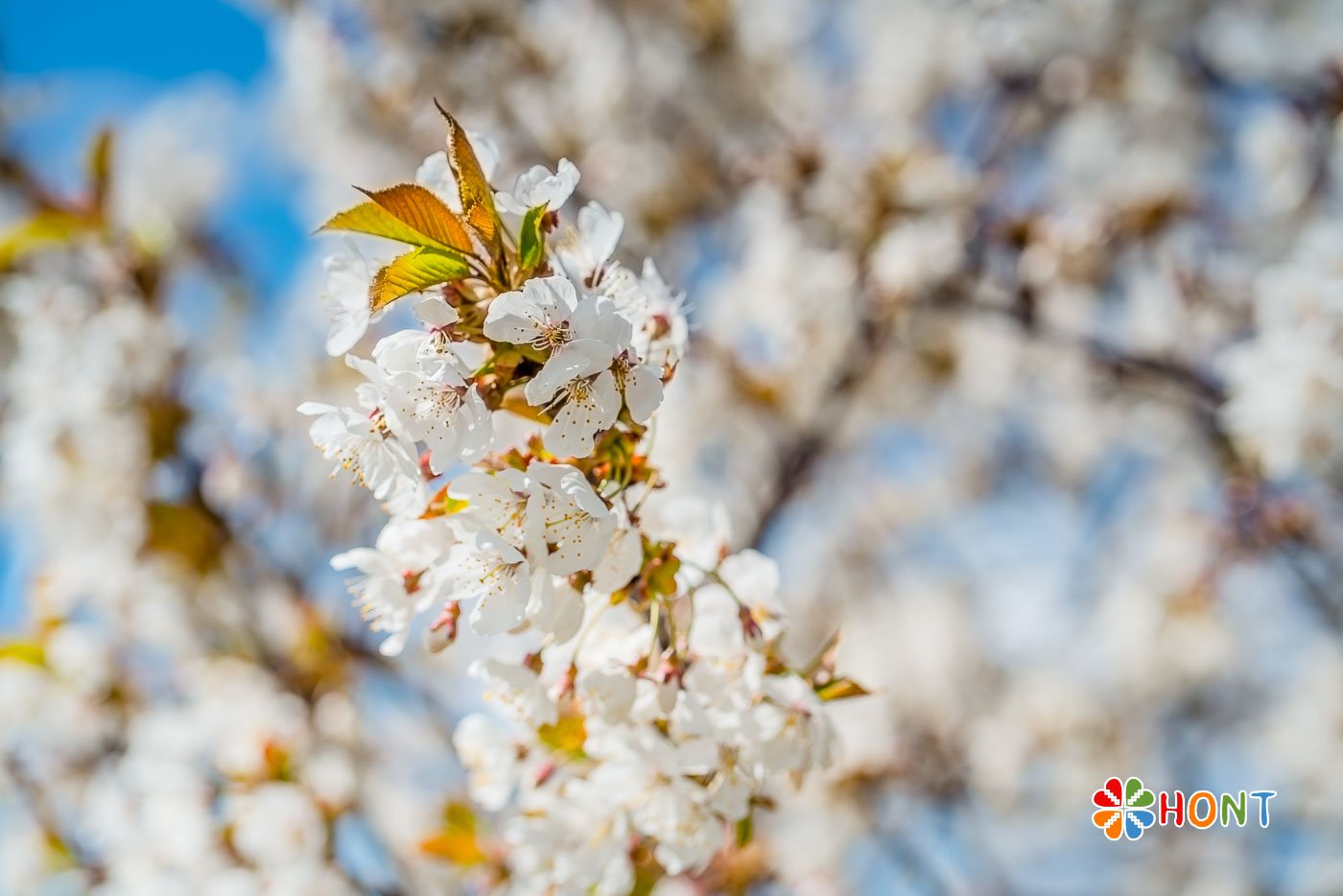 Čerešňové sady na Papuľke - Krupina