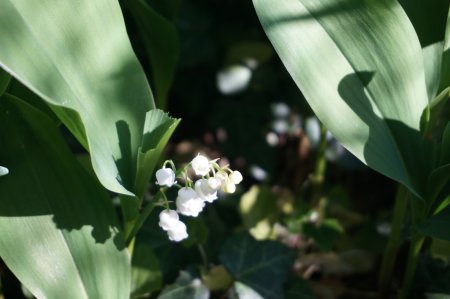 Ani na Honte nie sú legendy ako legendy. Prečo?